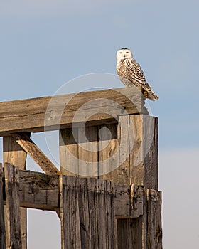 Snowy Owl perched on barn in Winter