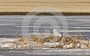 Snowy Owl Perched FrozenPond