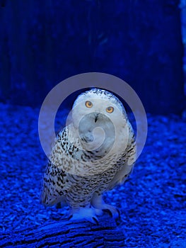 Snowy owl perched on a tree in evening