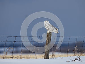 Snowy owl perching on a fence post