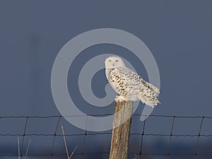 Snowy owl perching on a fence post
