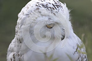 Snowy owl portrait