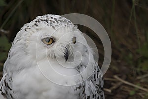 Snowy owl portrait