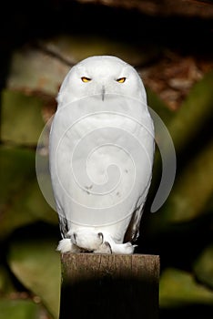 Snowy Owl Portrait