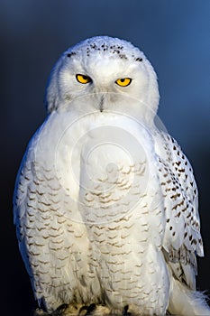 Snowy Owl