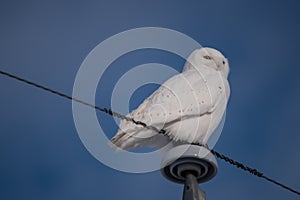 Snowy Owl posing on the pole