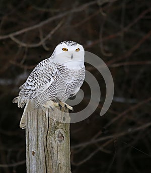 Snowy Owl on a Post photo