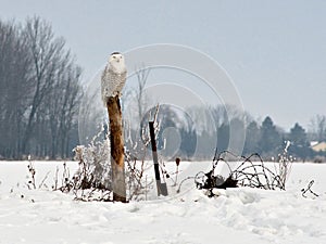 Snowy Owl photo