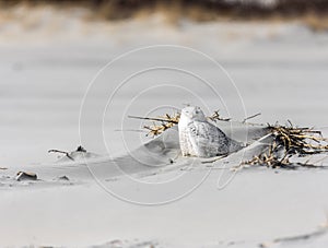 Snowy Owl Resting on the Beach photo