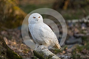 Snowy owl seated in the forest