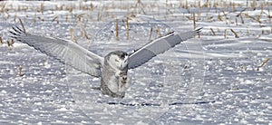 Snowy Owl