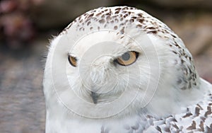 Snowy Owl from the side