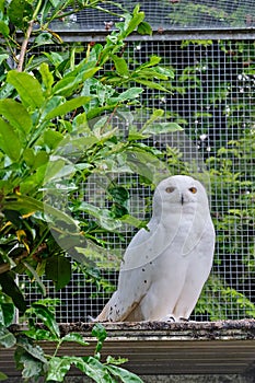 Snowy owl sits against a tree and looks straight into the camera