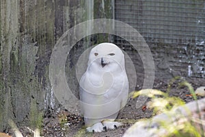 Snowy owl sits on the ground looking straight into the camera