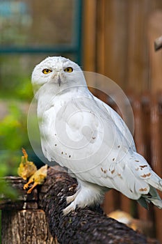 The snowy owl sits on a tree