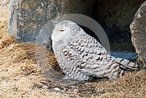 Snowy owl sitting