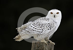 Snowy Owl Sitting