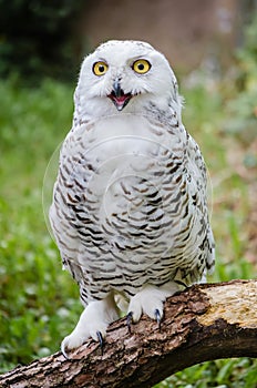 Snowy owl