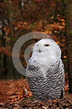 Snowy owl sitting on the ground in a forest