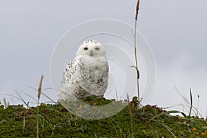 Snowy owl is sitting on a hummock tundra summer