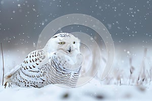 Snowy owl sitting on the plain .Generative Ai