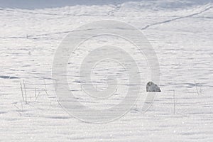 Snowy owl sitting on the snow