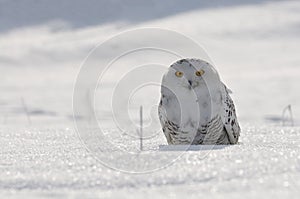 Snowy owl sitting on the snow