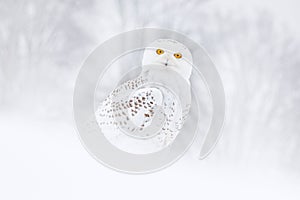 Snowy owl sitting on the snow in the habitat. Cold winter with white bird. Wildlife scene from nature, Manitoba, Canada. Owl on