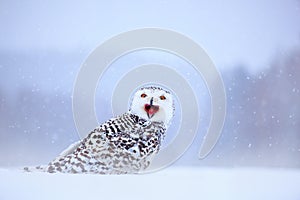 Snowy owl sitting on the snow in the habitat. Cold winter with white bird. Wildlife scene from nature, Manitoba, Canada. Owl on