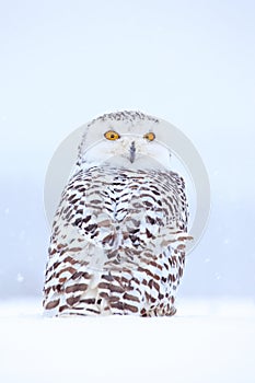 Snowy owl sitting on the snow in the habitat. Cold winter with white bird. Wildlife scene from nature, Manitoba, Canada. Owl on