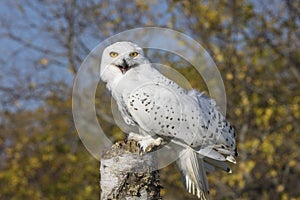 Snowy Owl photo