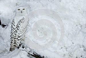 Snowy Owl in Snow