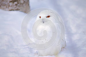 Snowy owl in Snow in Japan