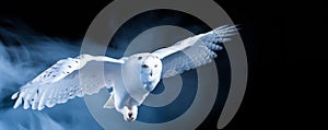 Snowy Owl Soaring. Snowy Owl in flight 09