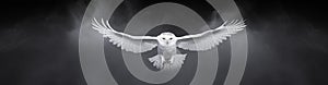 Snowy Owl Soaring. Snowy Owl in flight 13