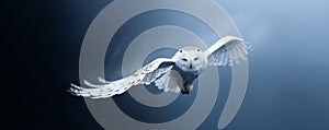 Snowy Owl Soaring. Snowy Owl in flight 22