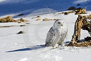 The snowy owl is a species of bird in the Strigidae family.