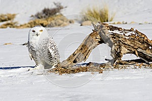 The snowy owl is a species of bird in the Strigidae family.