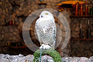 Snowy owl stand on stone for animal background or texture.