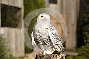 Snowy Owl standing