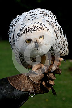 Snowy owl standing on gloved hand