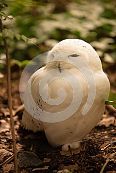 Snowy Owl, standing on the ground.