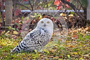 Snowy Owl Staring At Camera