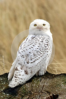 Snowy owl on stump in grass