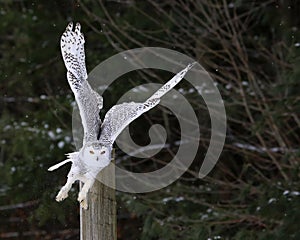 Snowy Owl Take-off