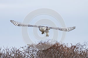 Snowy Owl Taking Flight