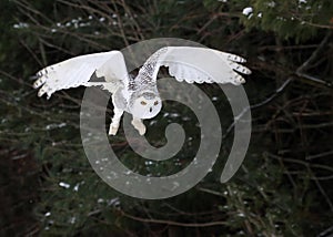 Snowy Owl Taking Flight photo