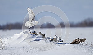 Snowy owl taking flight to hunt over a snow covered field in Ottawa, Canada