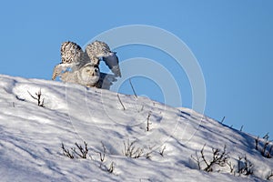 Snowy Owl Taking Flight - Winter