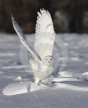 A Snowy owl taking off flying low hunting over an open sunny snowy cornfield in Ottawa, Canada
